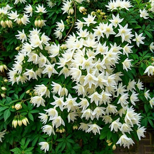 Clematis 'Avalanche'